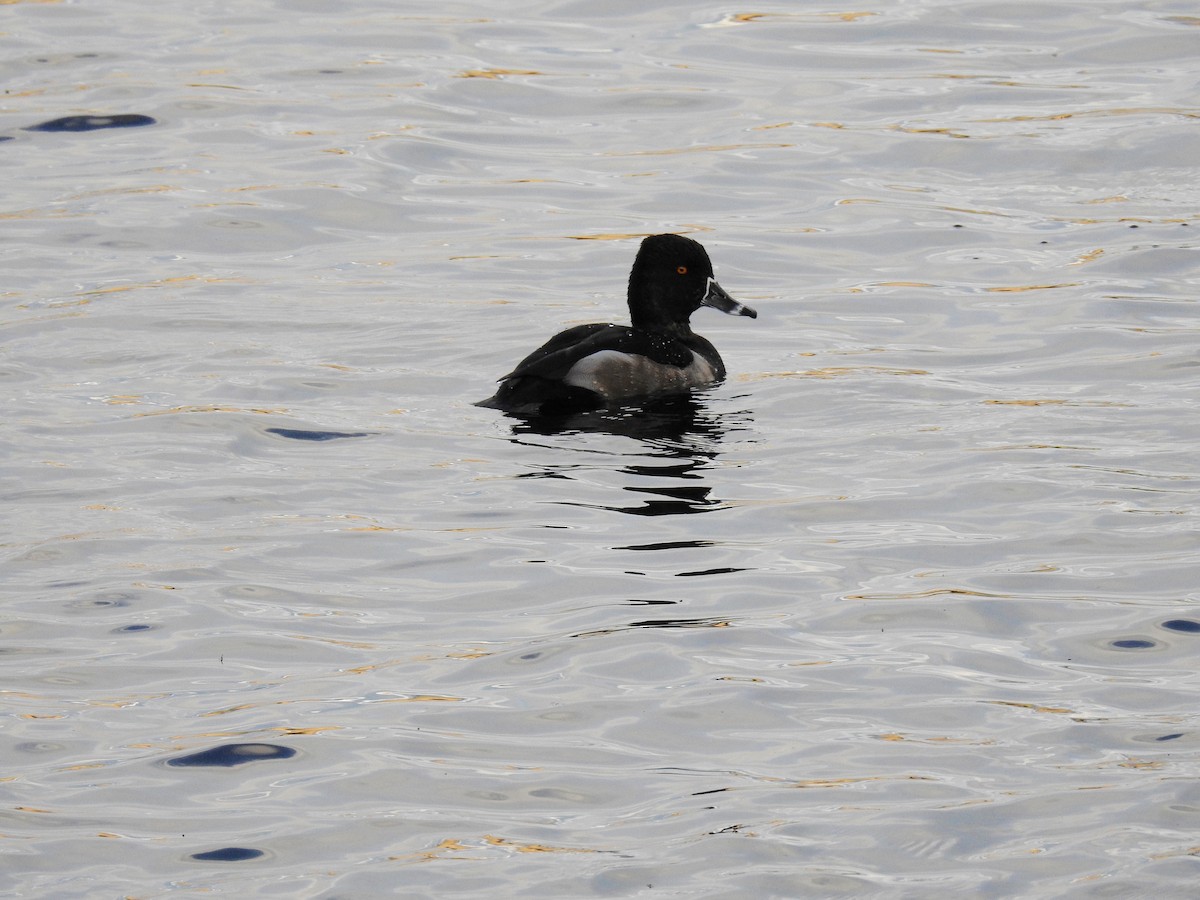 Ring-necked Duck - Jason Bassett