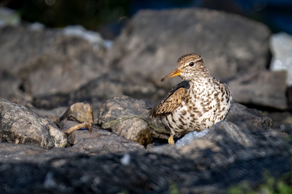 Spotted Sandpiper - ML609841136