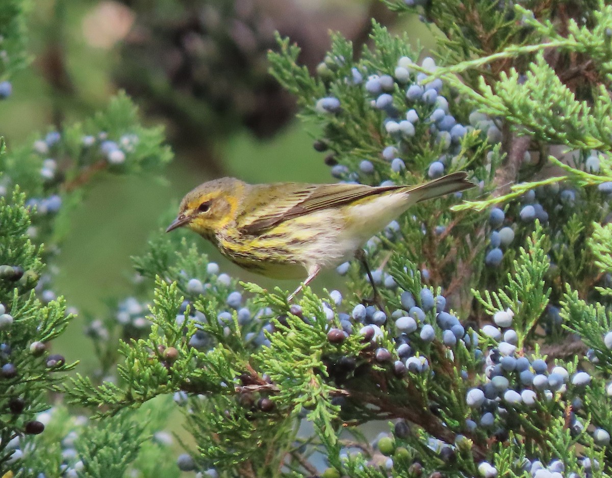 Cape May Warbler - ML609841139