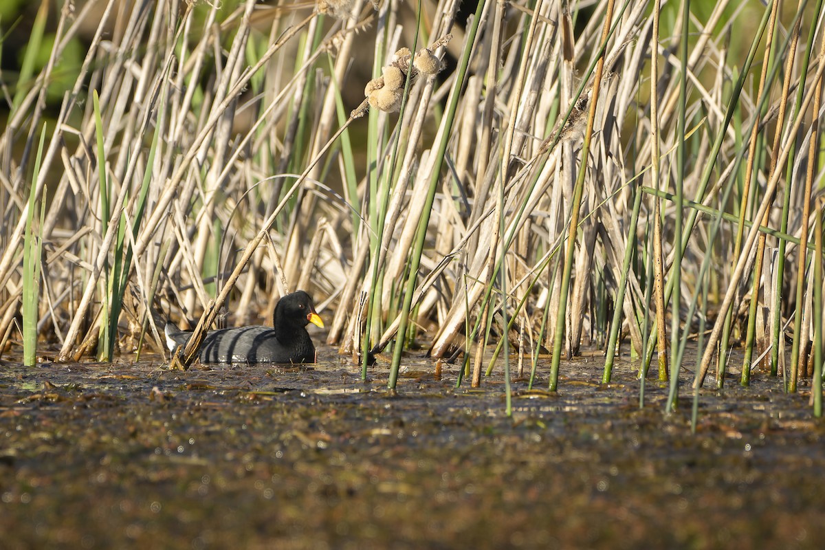 Red-fronted Coot - ML609841163