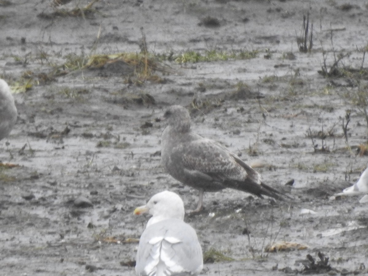 California Gull - Victoria Vosburg