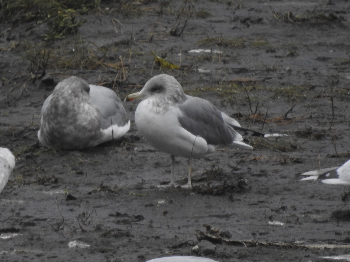 California Gull - Victoria Vosburg