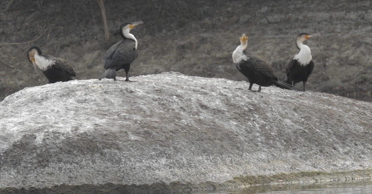 Great Cormorant - ML609841204