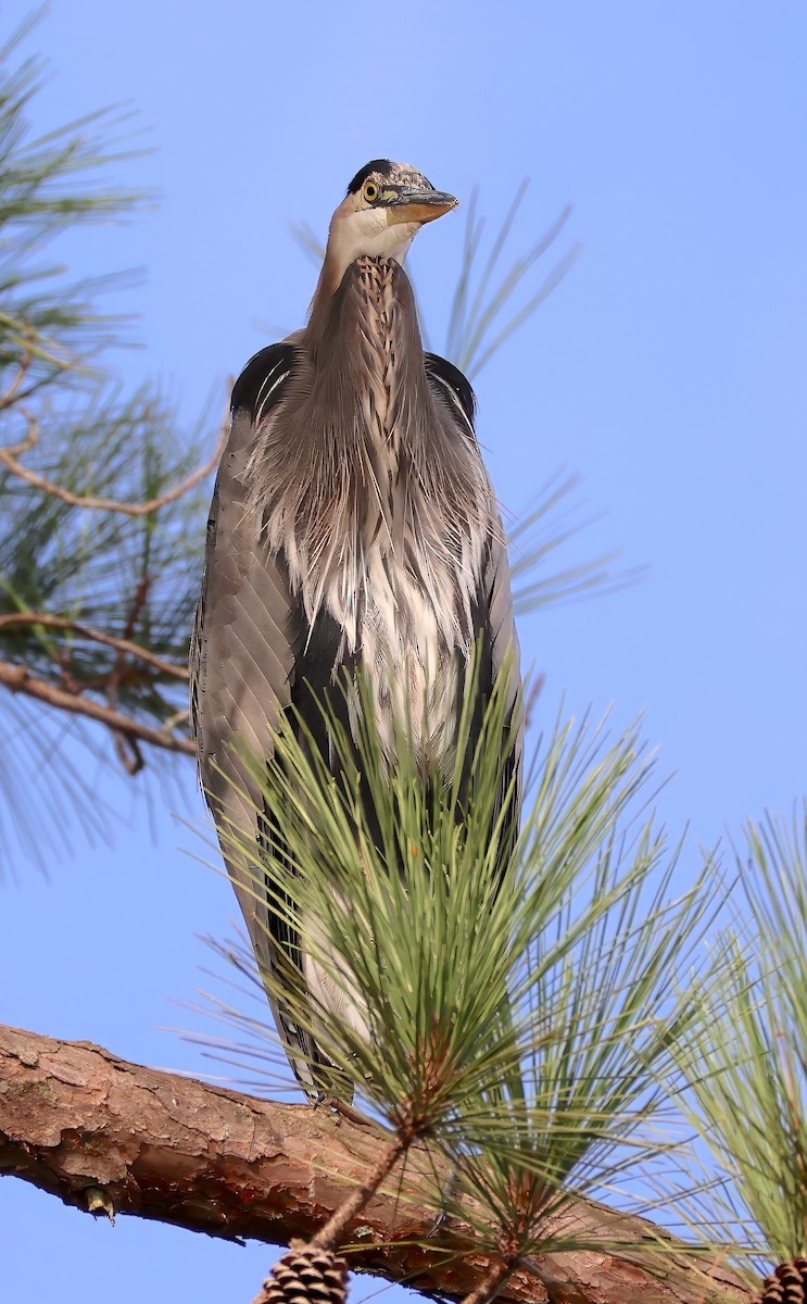Great Blue Heron - ML609841238