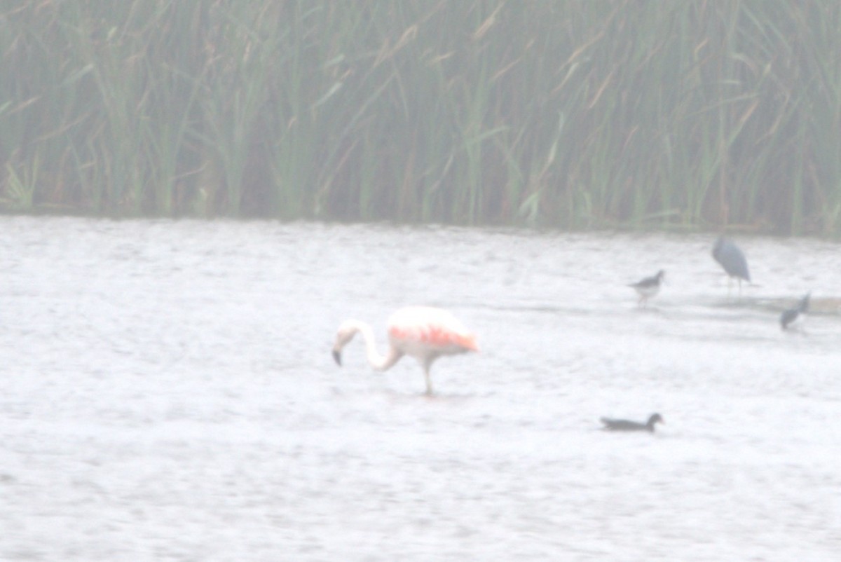 Chilean Flamingo - ML609841303