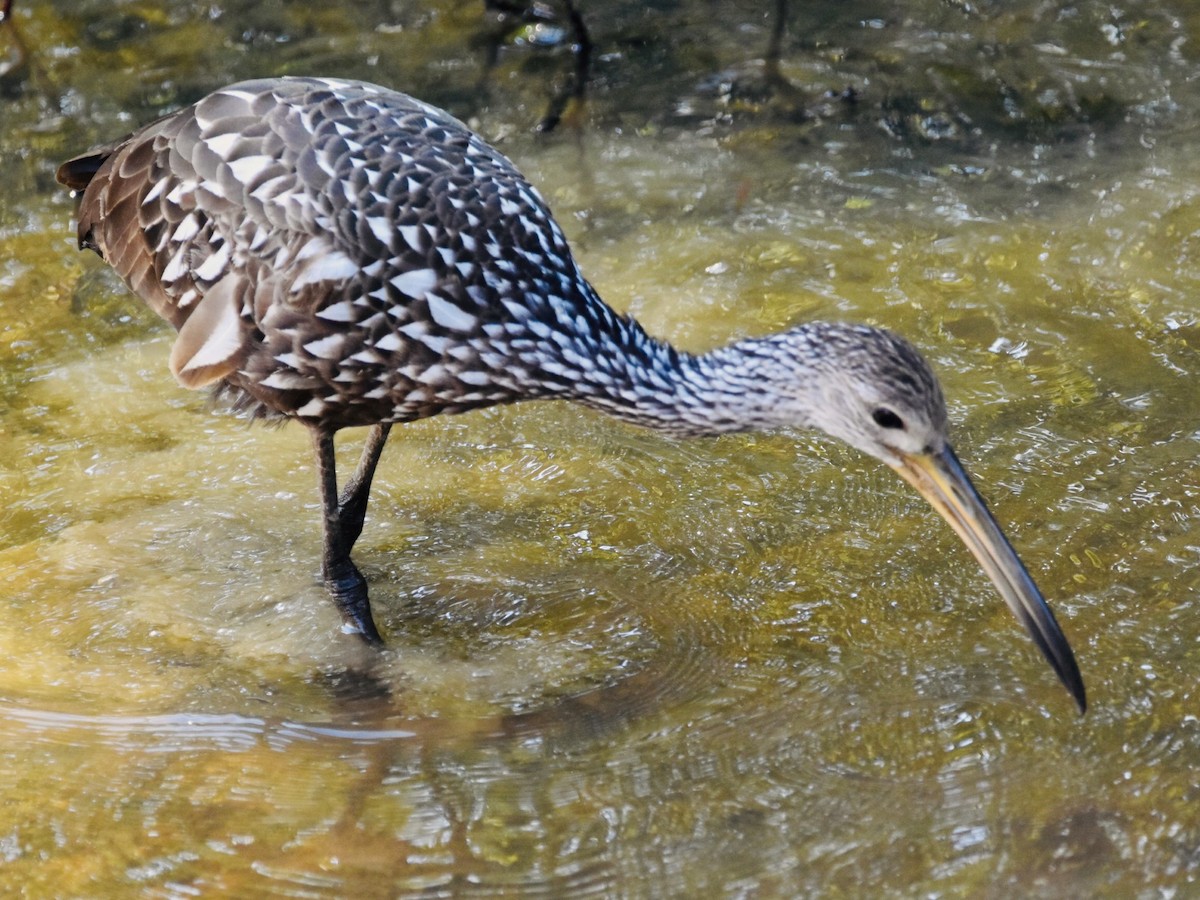 Limpkin - ML609841378