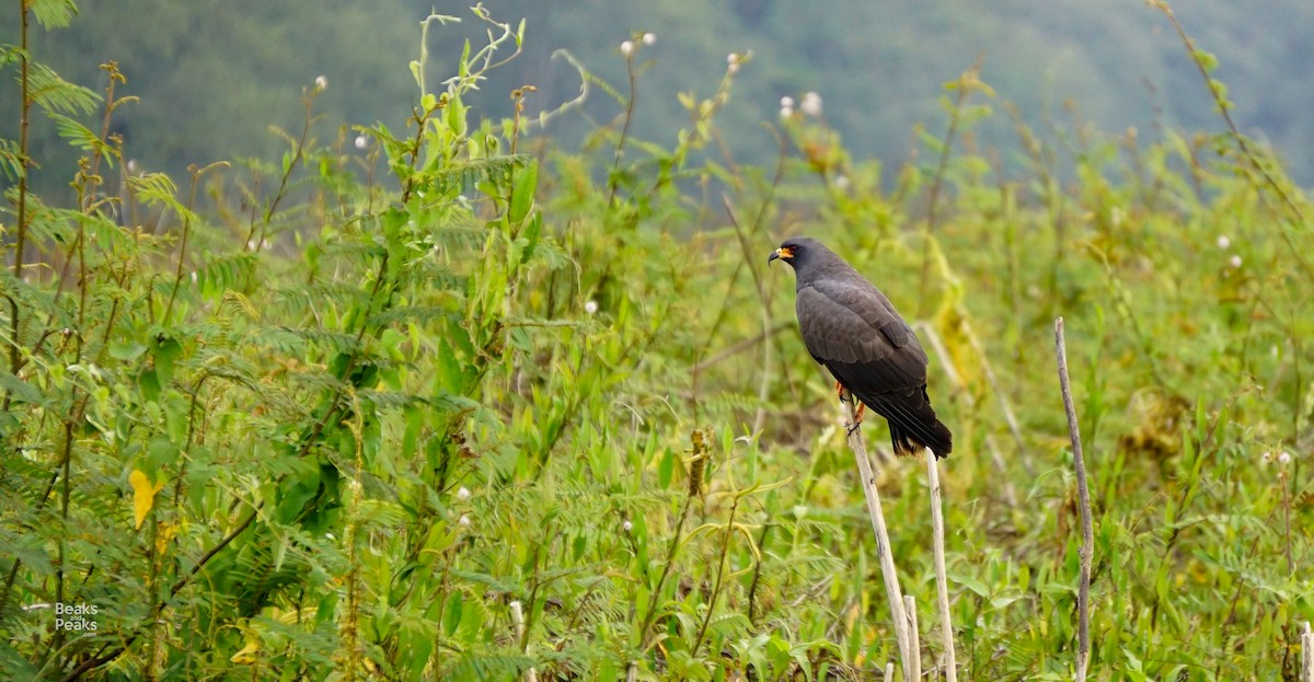 Snail Kite - ML60984161