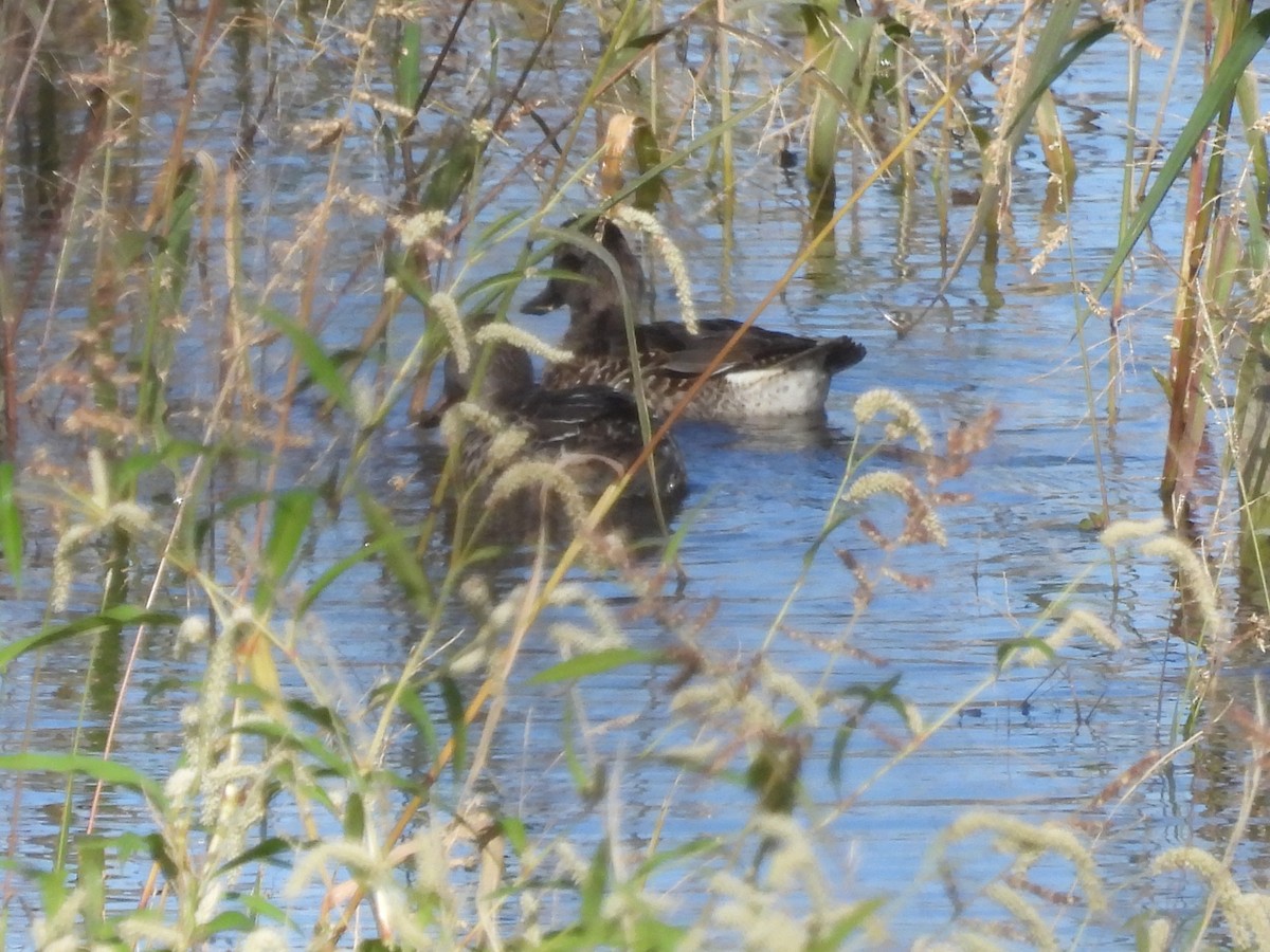 Green-winged Teal - ML609841629