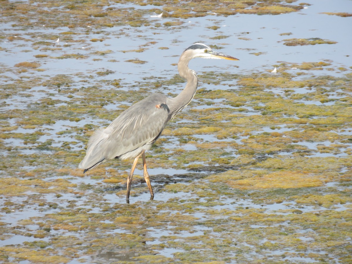 Great Blue Heron (Great Blue) - ML609841635