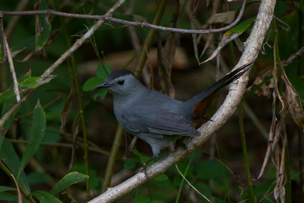 Gray Catbird - ML609841766