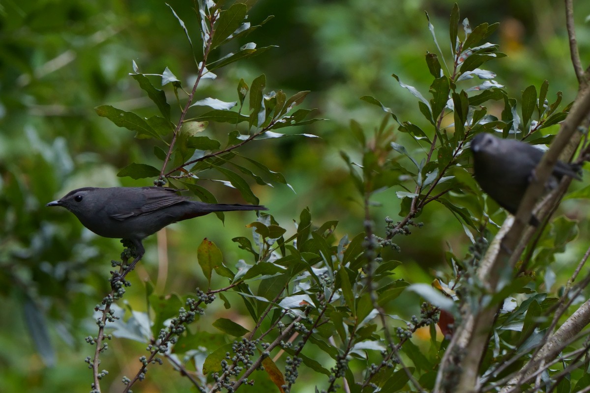 Gray Catbird - Taylor Zeglam