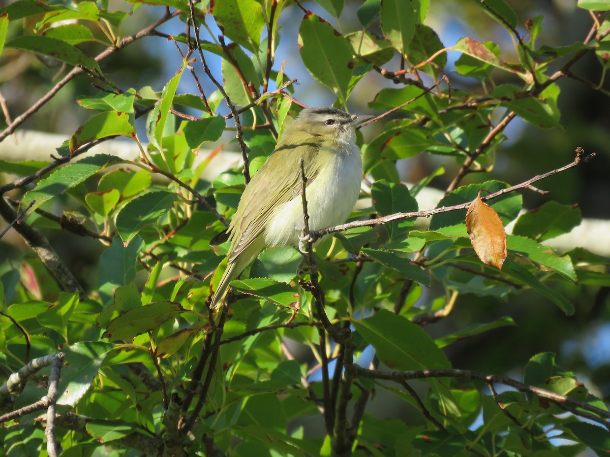 Red-eyed Vireo - ML609841935