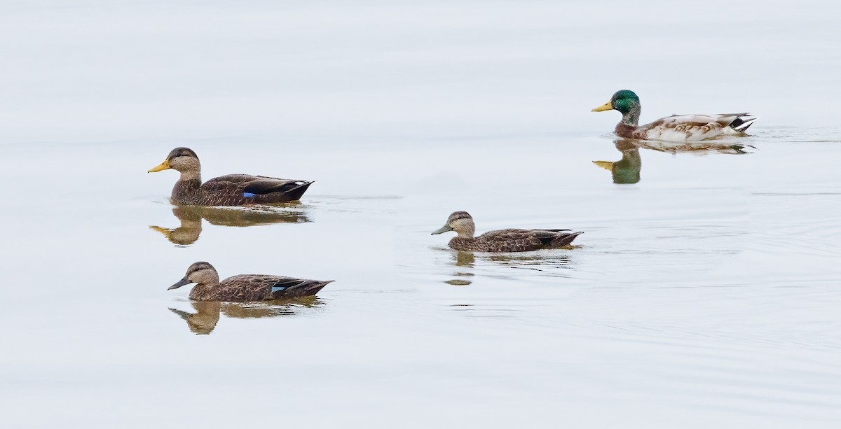 American Black Duck - ML609841964