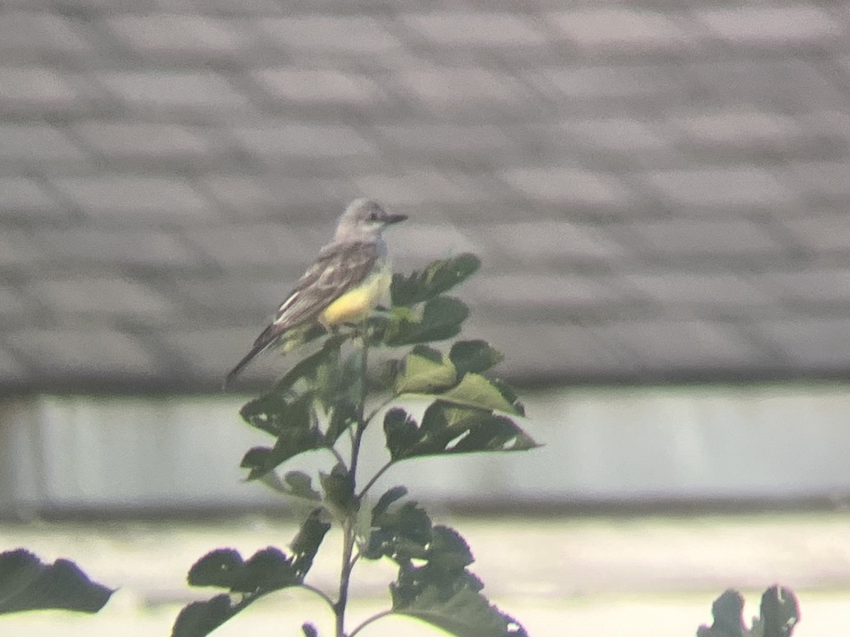 Western Kingbird - Brendan  Fogarty