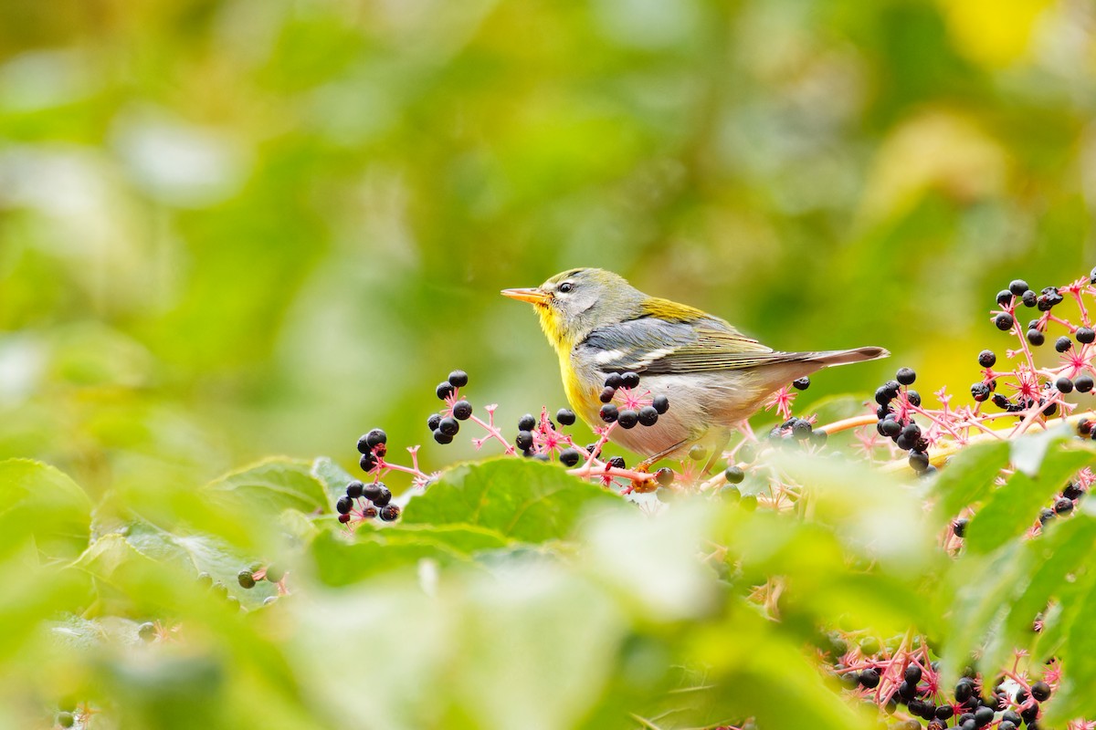 Northern Parula - Ruogu Li