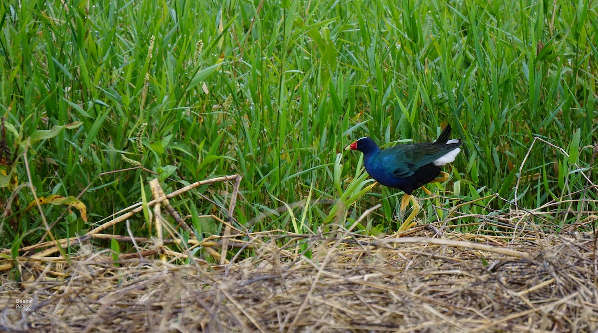 Purple Gallinule - ML60984221