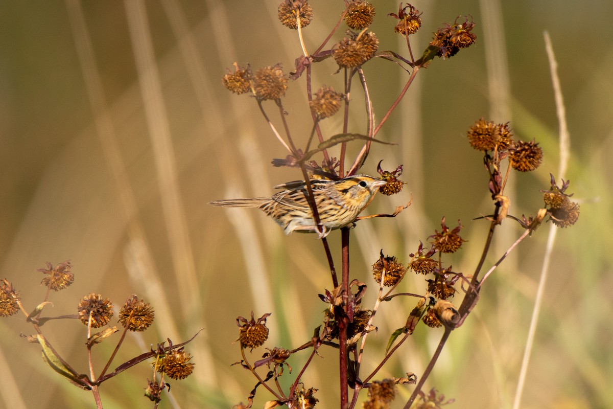 LeConte's Sparrow - ML609842257