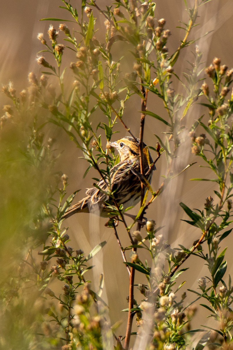 LeConte's Sparrow - ML609842258