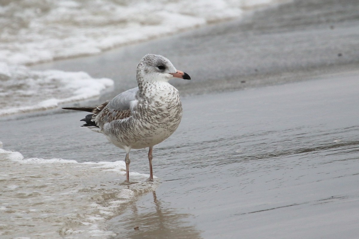 Ring-billed Gull - Robert Wheat