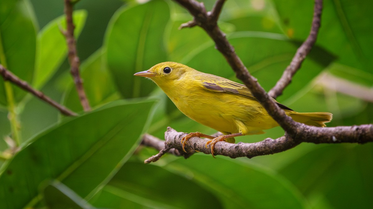 Northern/Mangrove Yellow Warbler - ML609842320