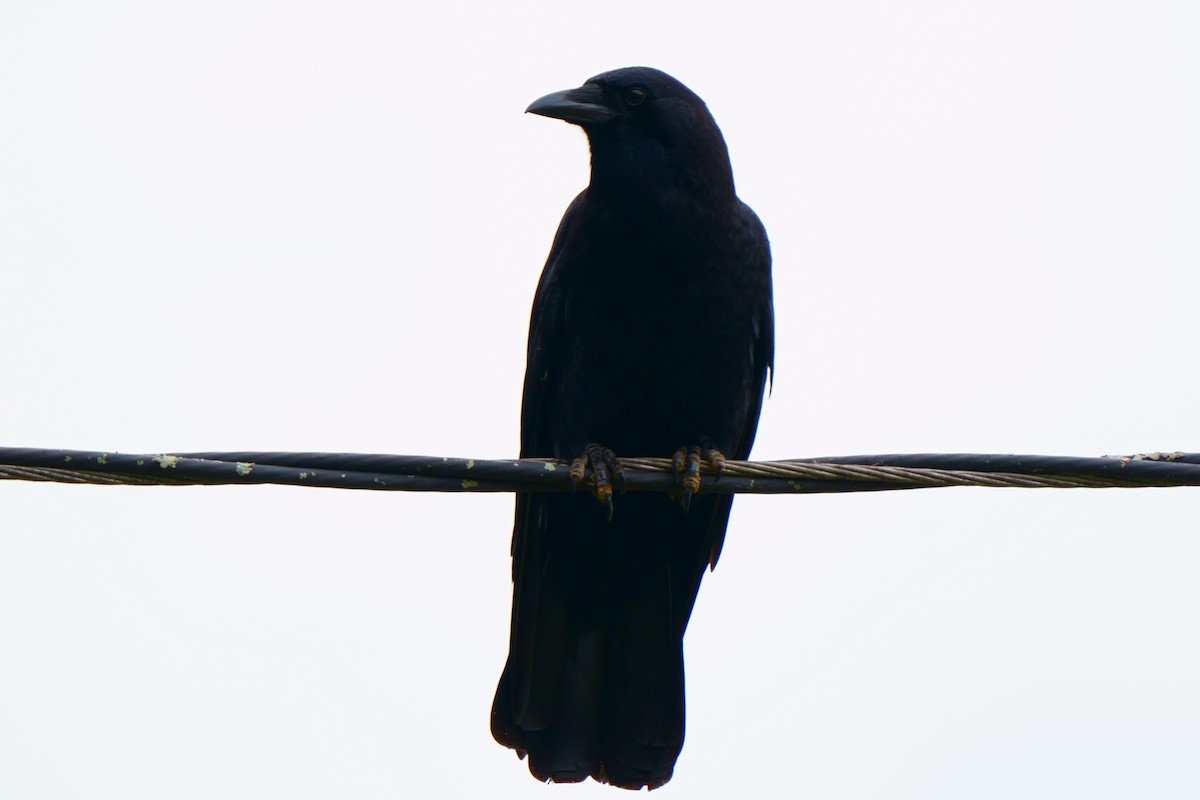 American Crow - ML609842607