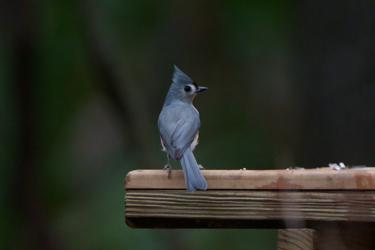 Tufted Titmouse - ML609842615