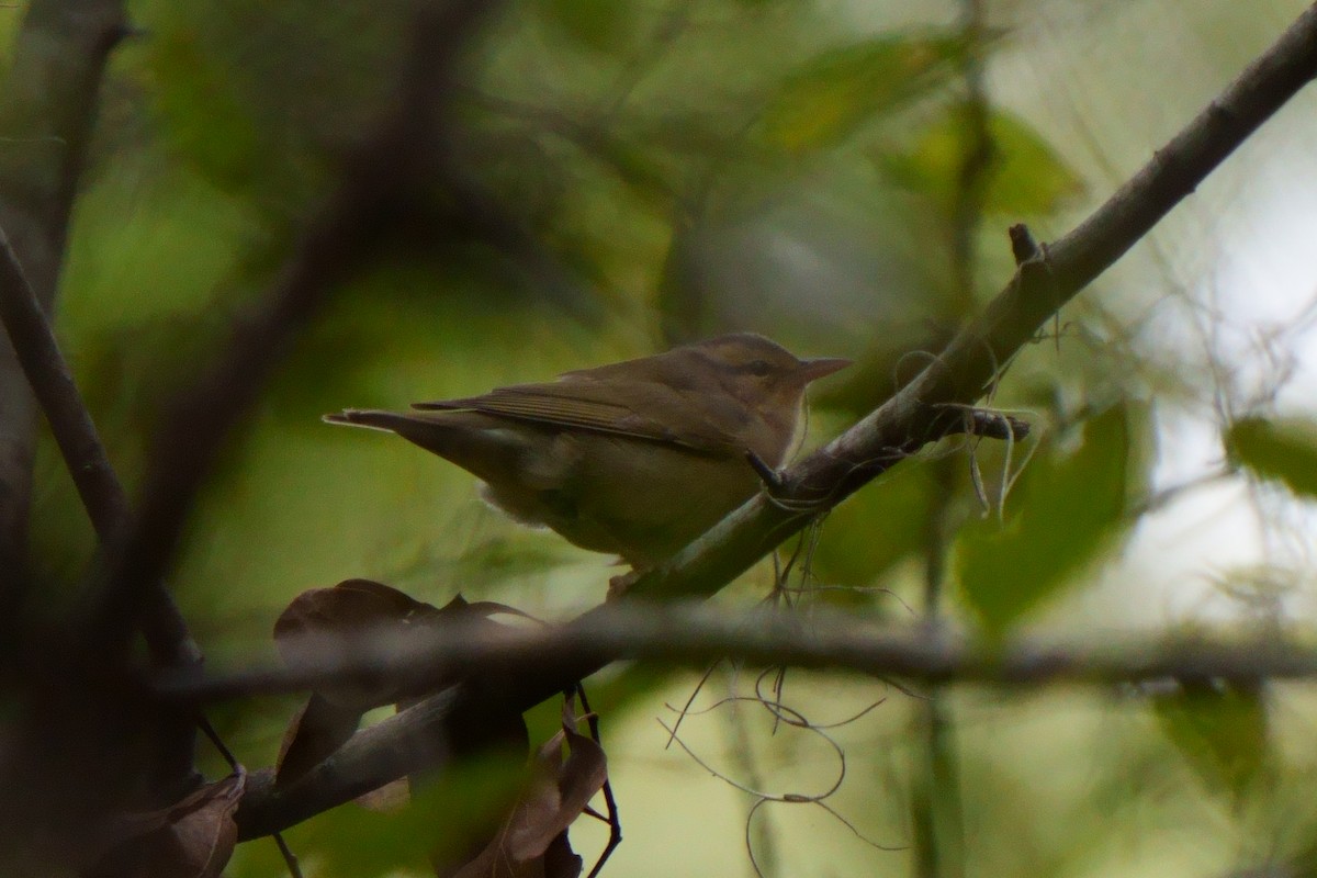 Worm-eating Warbler - ML609842632