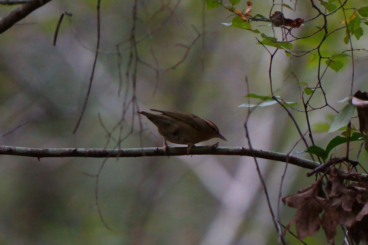 Worm-eating Warbler - ML609842633