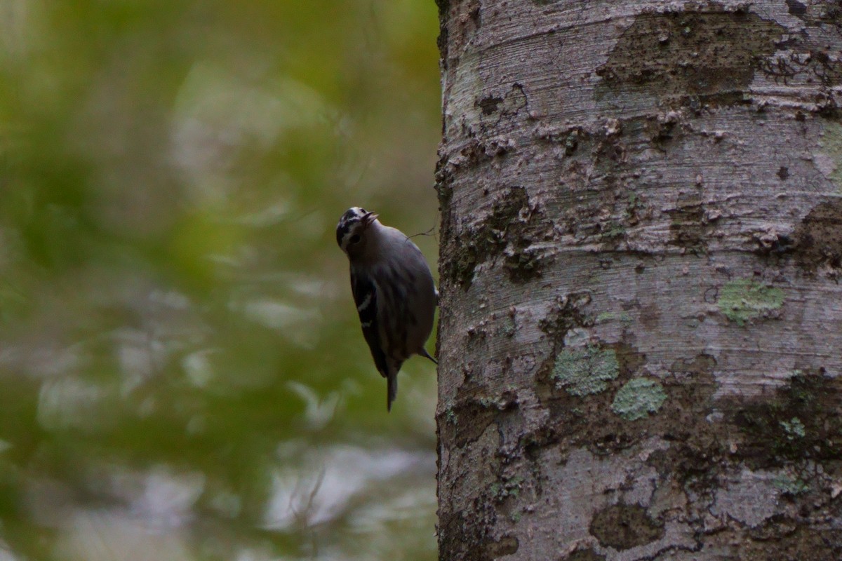 Black-and-white Warbler - ML609842640