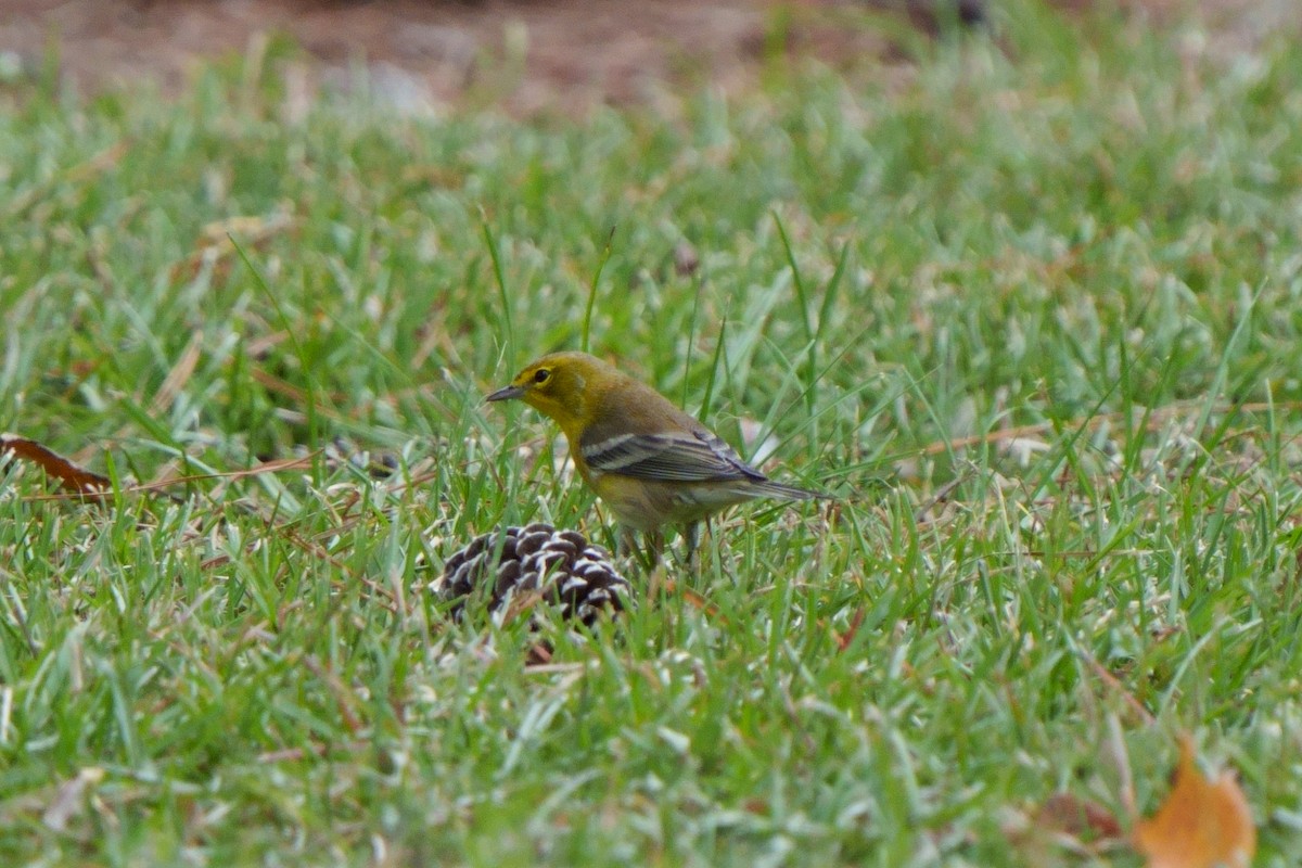 Pine Warbler - ML609842646