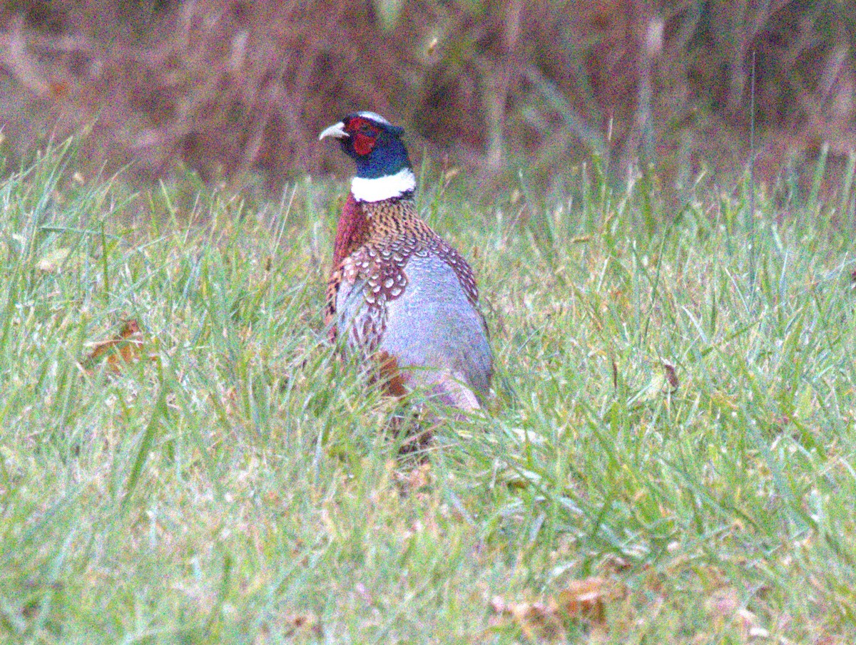 Ring-necked Pheasant - ML609842679