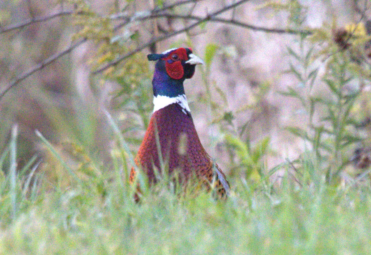 Ring-necked Pheasant - ML609842680