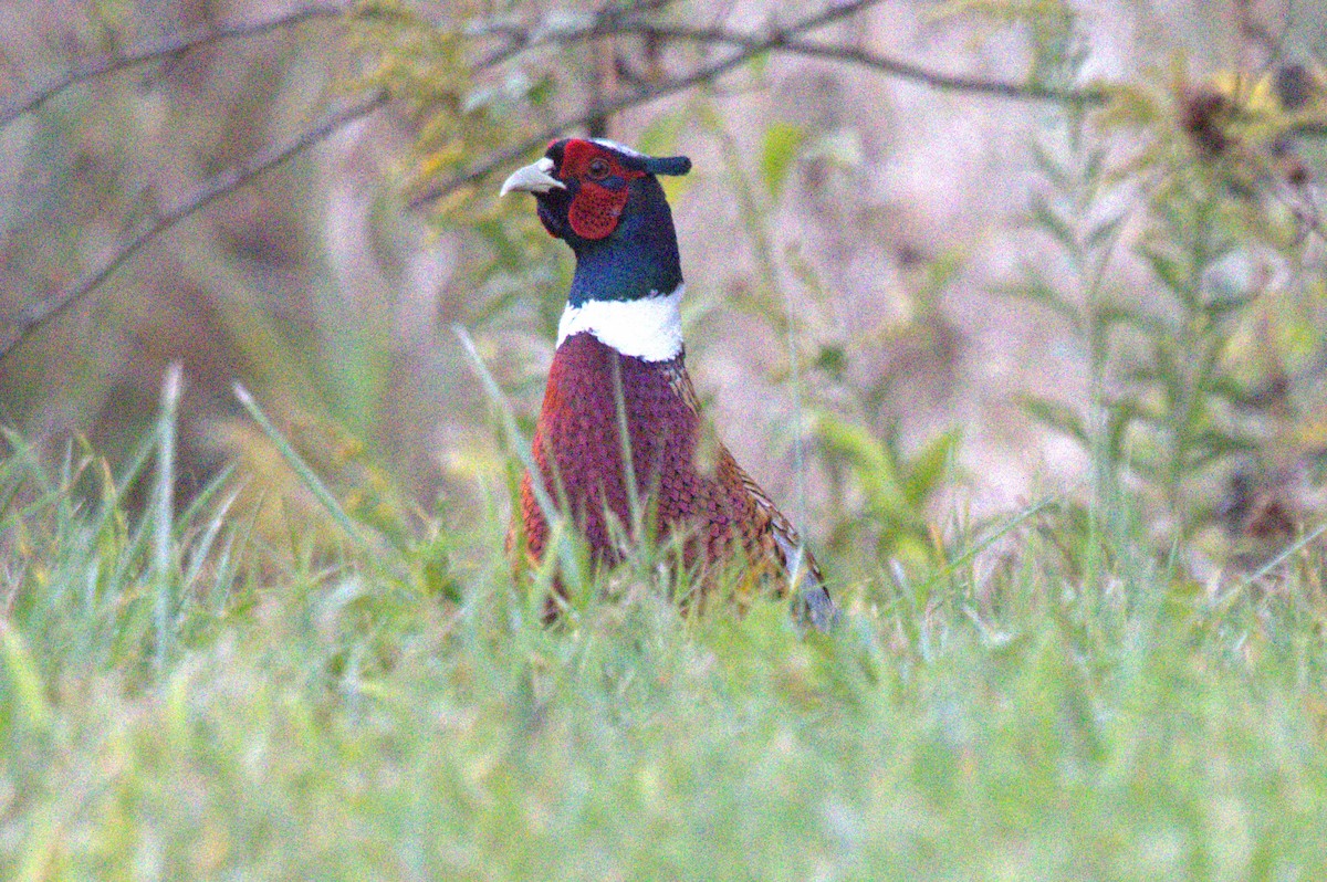 Ring-necked Pheasant - ML609842681