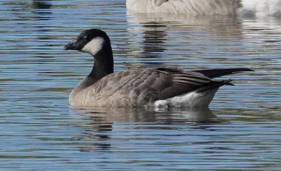 Cackling Goose - ML609842774