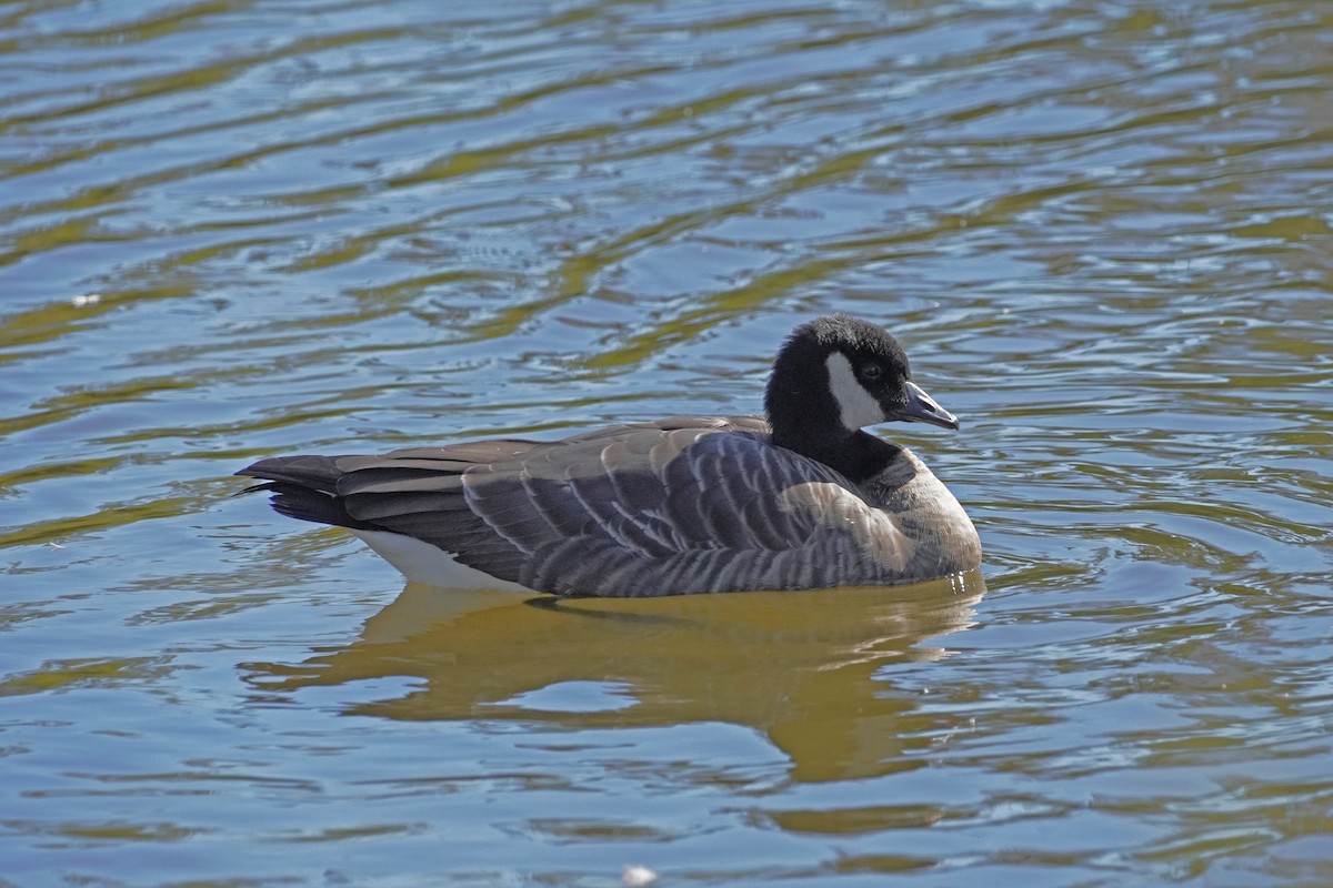 Cackling Goose - ML609842775