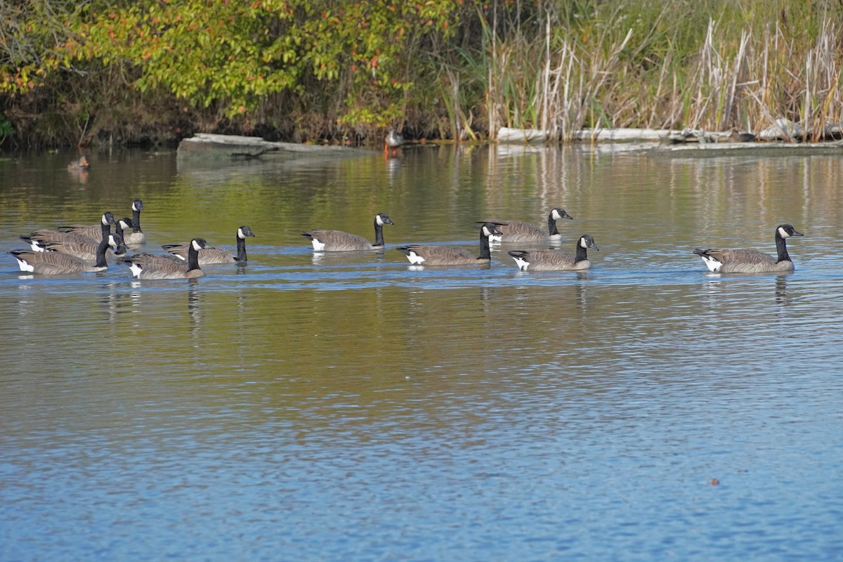 Canada Goose - ML609842780