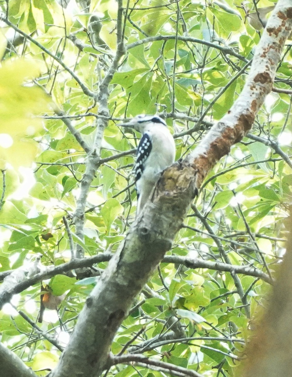 Hairy Woodpecker - Prashant A