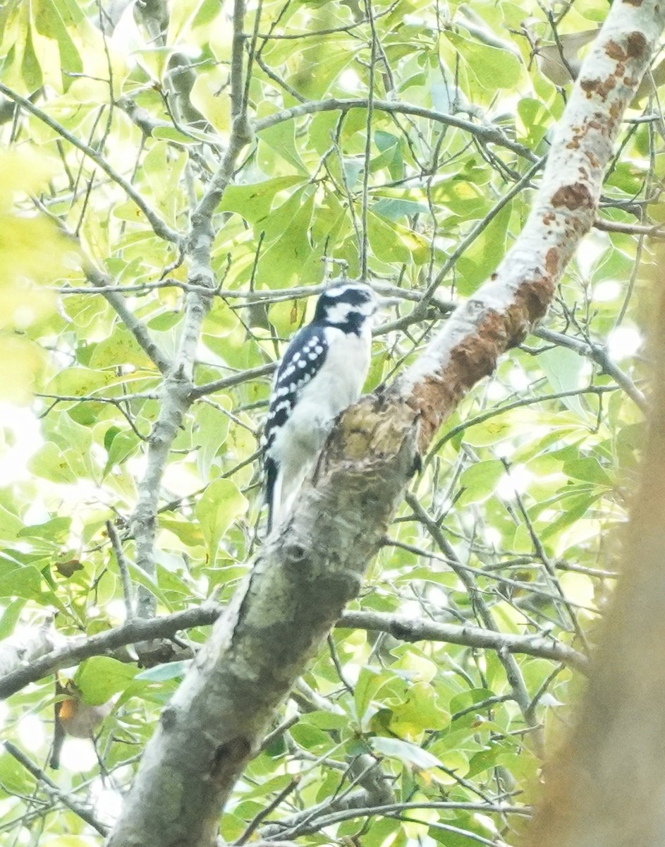 Hairy Woodpecker - Prashant A