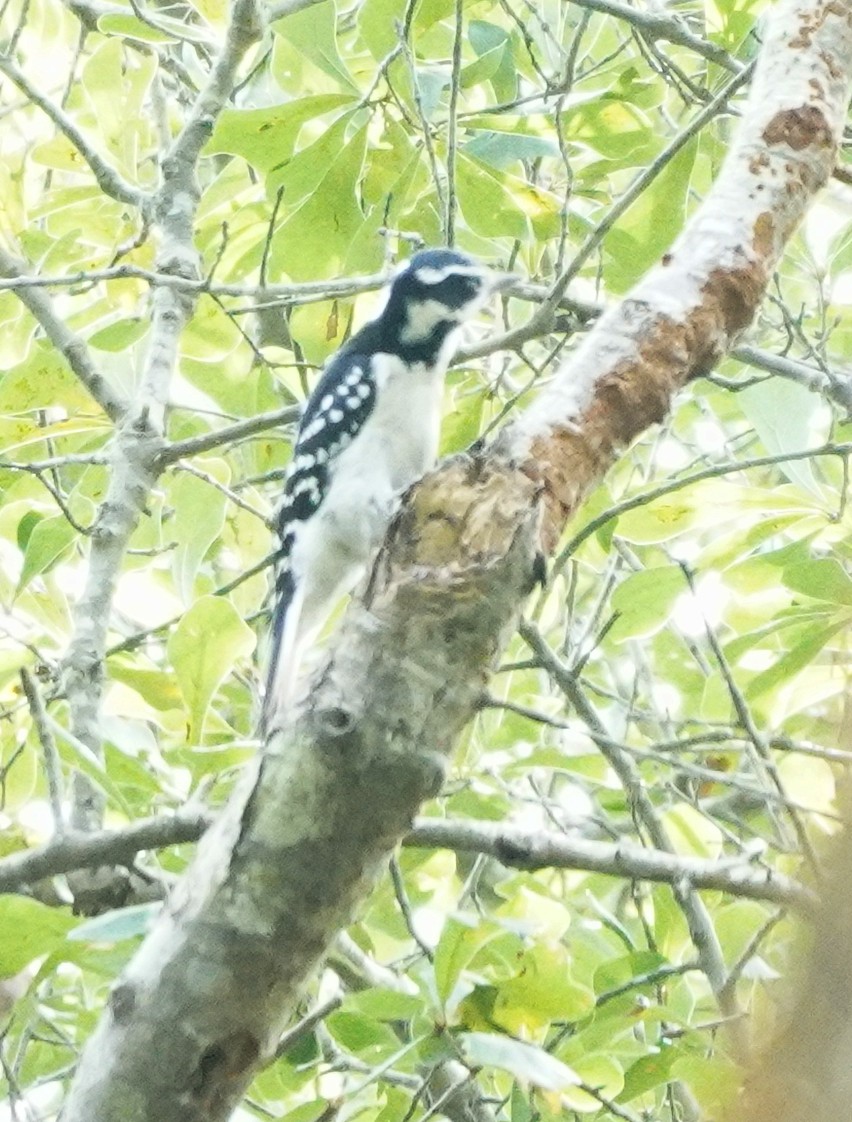 Hairy Woodpecker - Prashant A