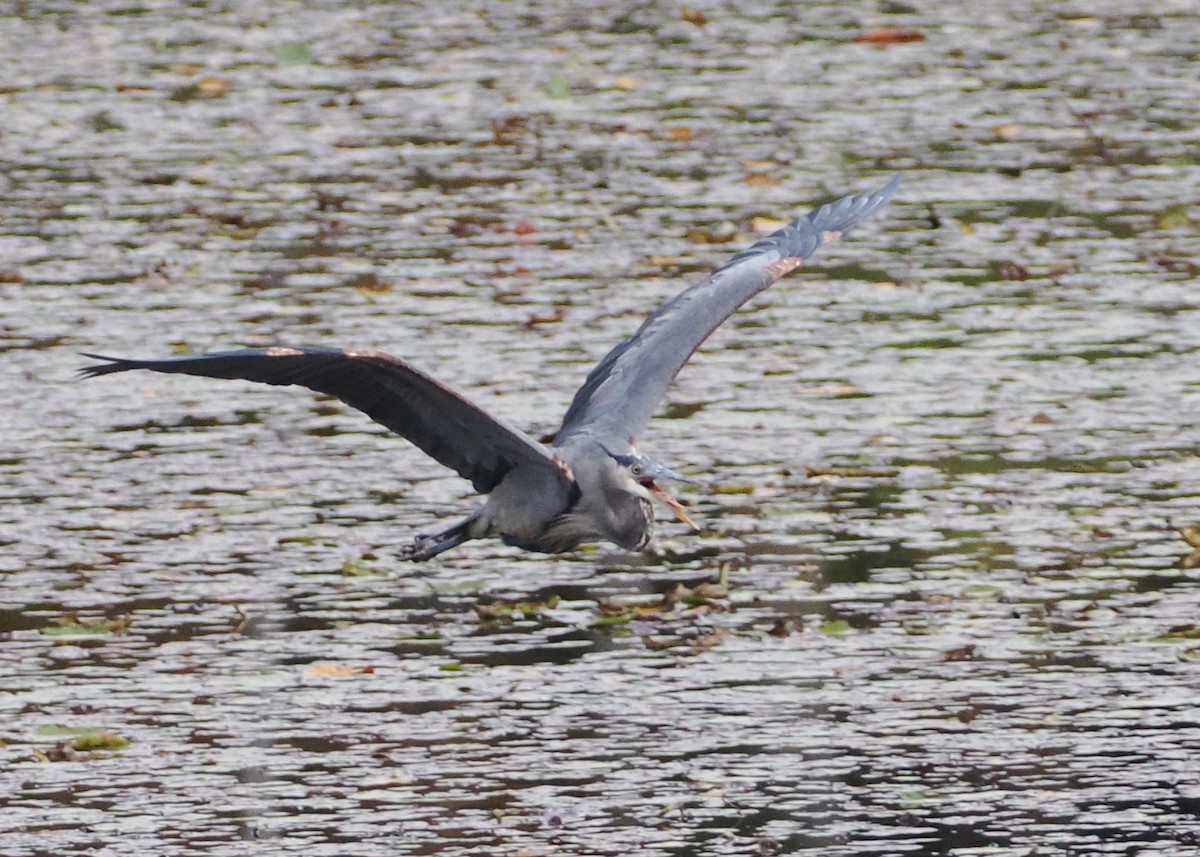 Great Blue Heron (Great Blue) - ML609842938