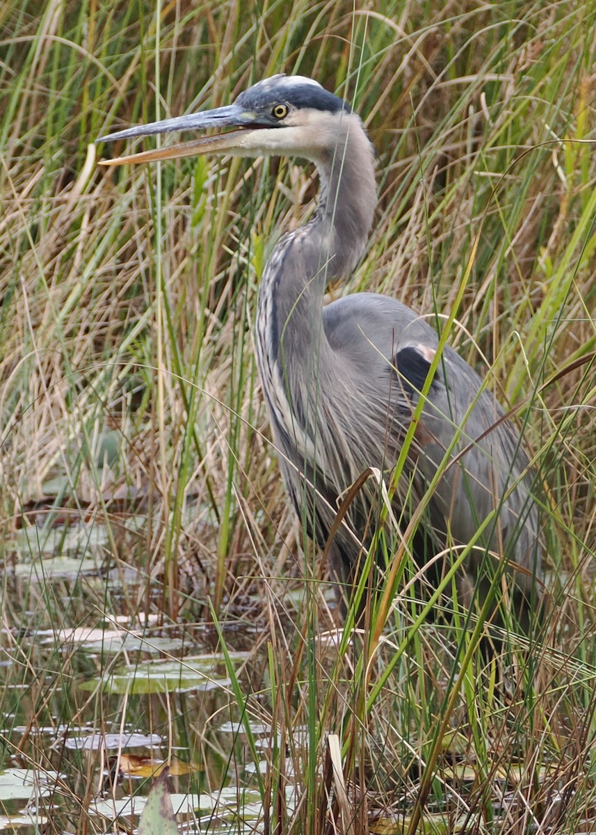 Garza Azulada (grupo herodias) - ML609842939