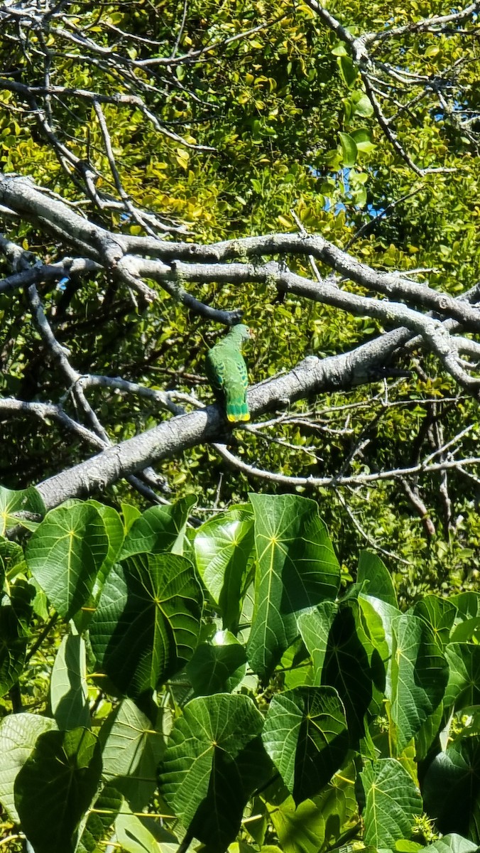 Rose-crowned Fruit-Dove - ML609842991