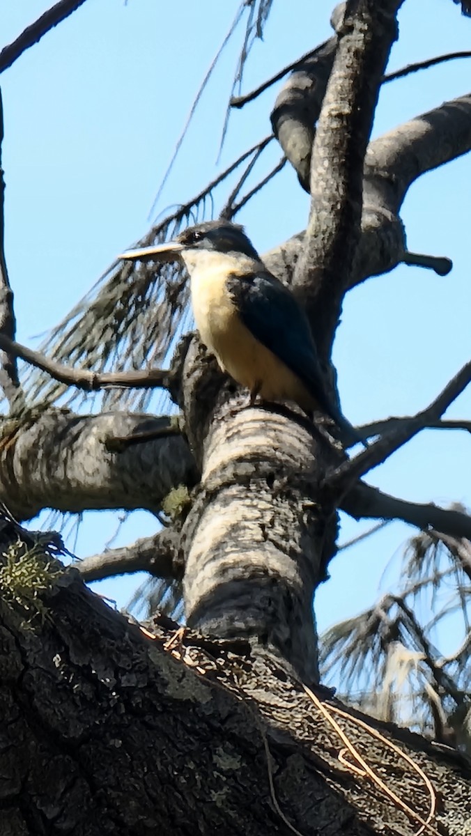 Sacred Kingfisher - ML609843009