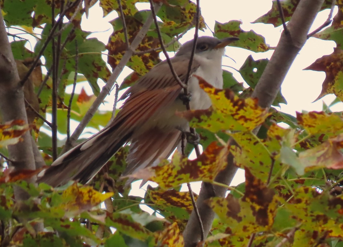 Black-billed Cuckoo - ML609843043