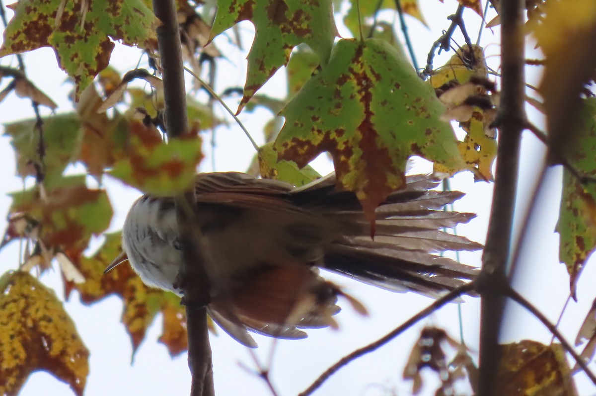 Black-billed Cuckoo - ML609843045