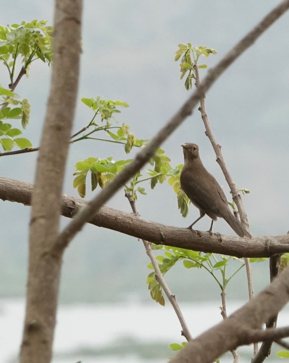 Ecuadorian Thrush - ML609843068