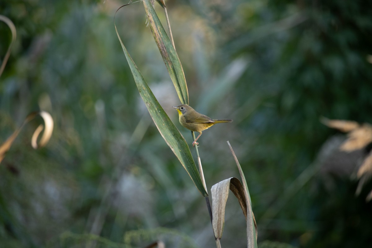 Common Yellowthroat - ML609843080