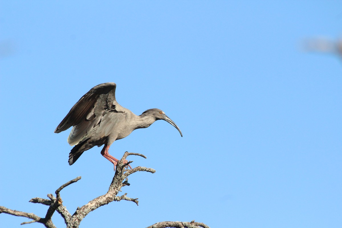 Plumbeous Ibis - ML609843177