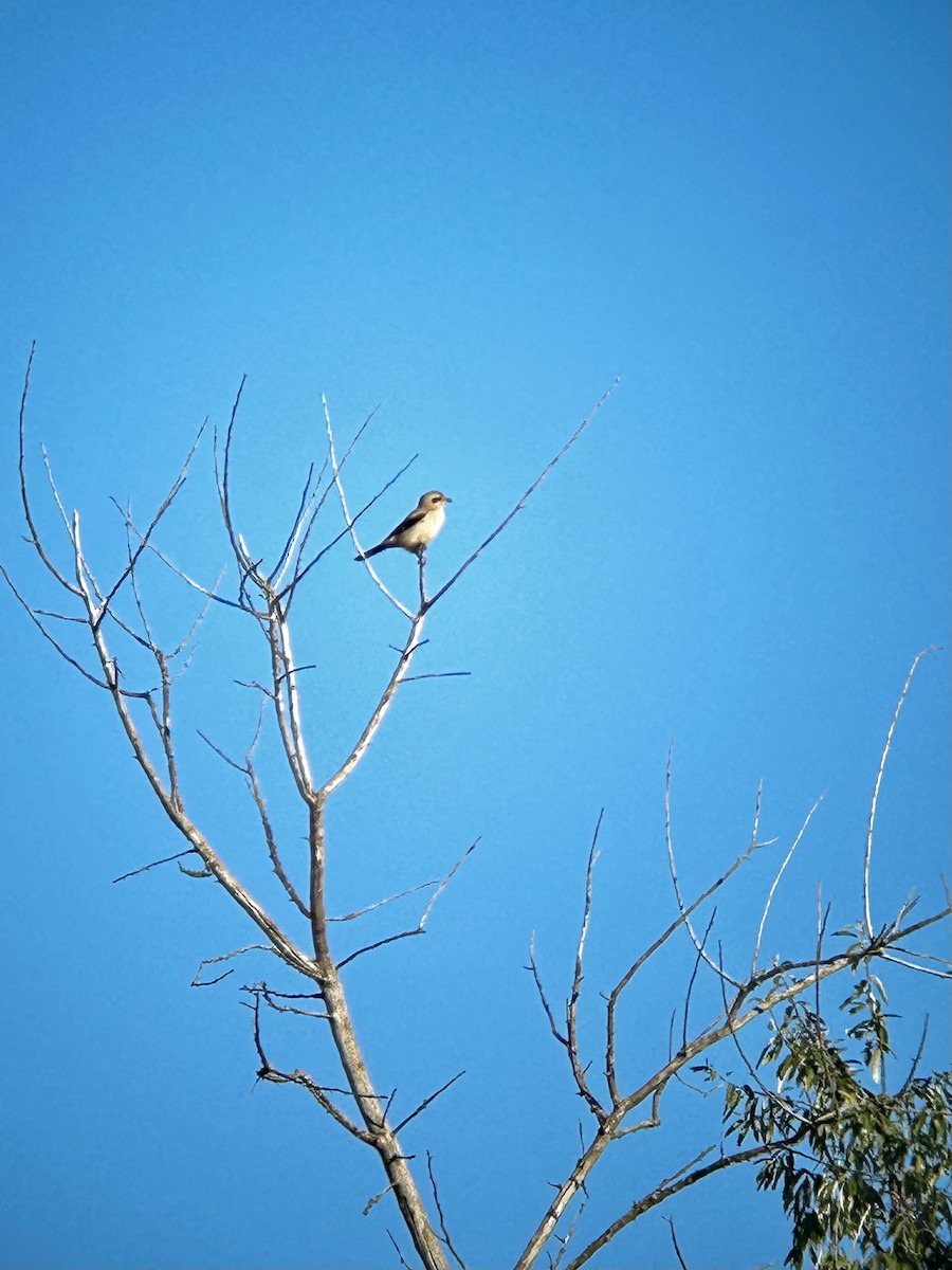 Northern Shrike - ML609843183