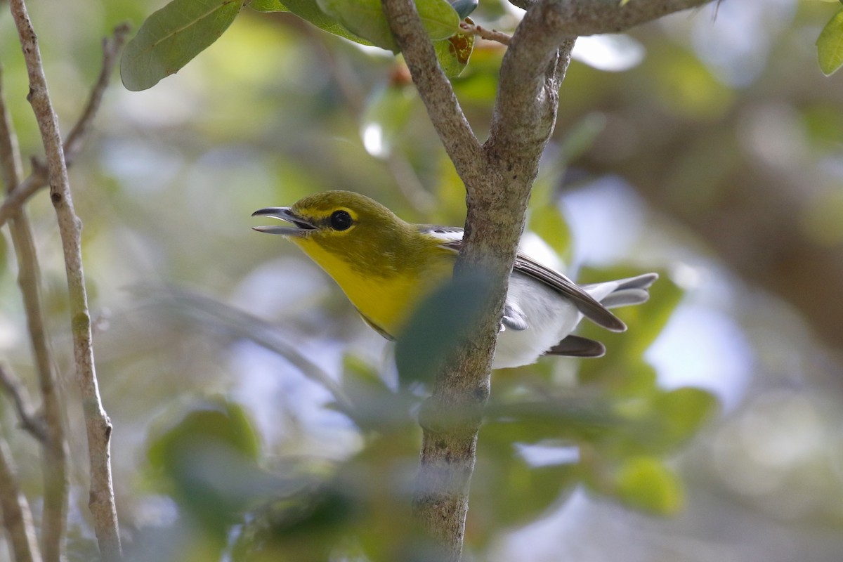 Yellow-throated Vireo - ML609843226